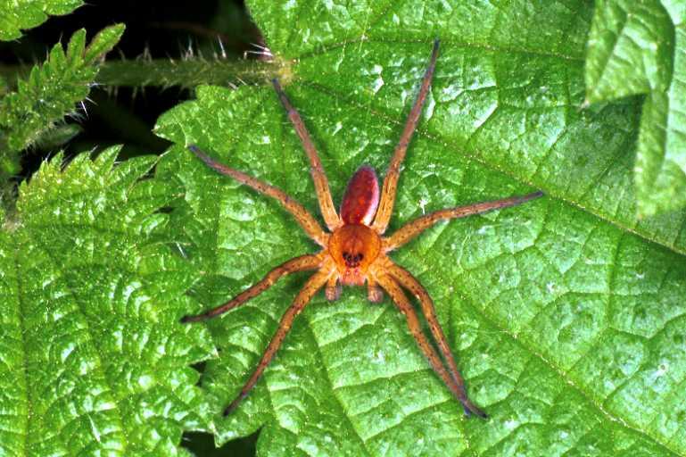 Dolomedes_fimbriatus_RF0622_Z_75_Les Gris_Frankrijk.jpg